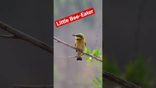 Little Bee-Eater Flying Around