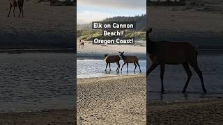 More footage of Roosevelt Elk, Cannon Beach, Oregon Coast #nature #travel #wildlife #beach #summer