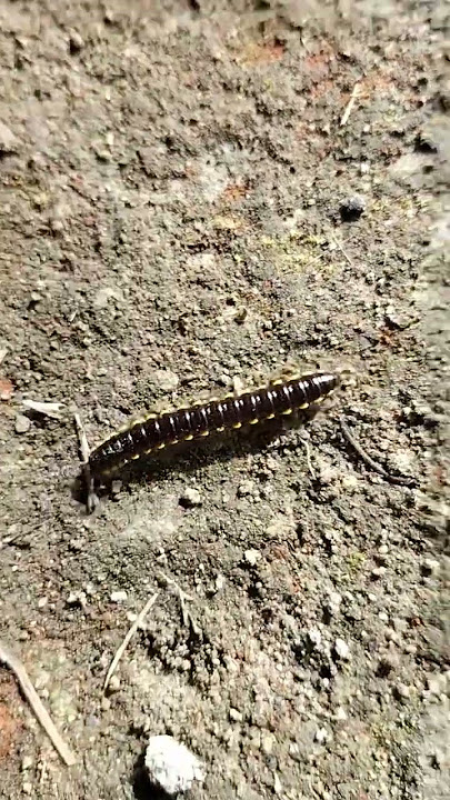 kadang ada mahluk yg sabarnya melebihi manusia#hambaciptaan#suarahati#short#vidio