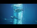 箱根園水族館のウミガメってずっと見れるね の動画、YouTube動画。