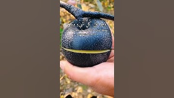 حالات واتس اب قران كريم حالات واتس الله خالق كل شيء