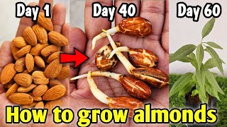 How to Grow Almond at Home (2 Methods), बादाम घर पर उगाने का तरीका by The One Page 6,841 views 3 months ago 10 minutes, 57 seconds