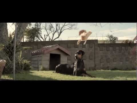 Funny Cat TV Commercial - 2013 Toyota Corolla