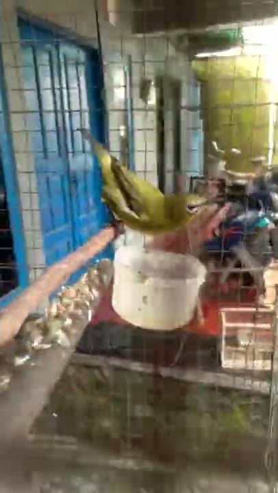 Terapi Betina dakbal ngecal birahi bikin pleci dakbal jantan bongkar isian