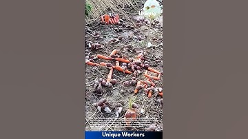 Farming for beginners: a simple guide to snail farming