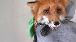 Pet Fox Bathing 