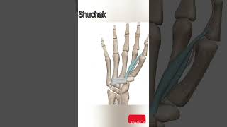 thumb flexion action and muscle action animation #anatomy #thumb #animation #muscle #action #medical