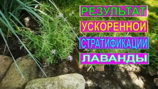 РЕЗУЛЬТАТЫ  УСКОРЕННОЙ СТРАТИФИКАЦИИ СЕМЯН ЛАВАНДЫ. ПОСАДКА ЛАВАНДЫ.