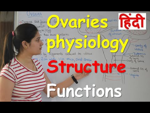 ovaries physiology in Hindi | Structure | Functions | Ovary anatomy and physiology