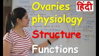 ovaries physiology in Hindi | Structure | Functions | Ovary anatomy and physiology