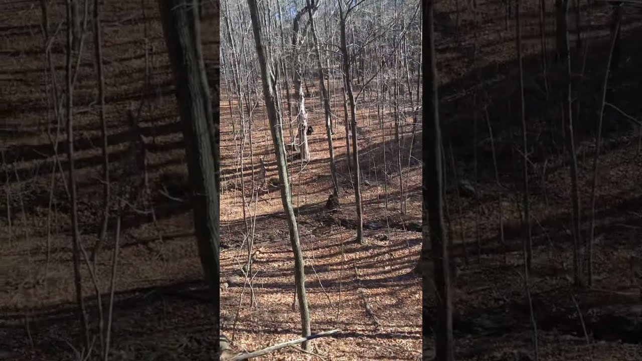 P A Black Bear Charges Hunter