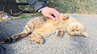 キジトラ猫がモフられにやって来てゴロンとお腹を見せてくれた