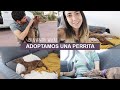 Adoptamos una perrita 💜 | Pati Petite