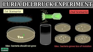 Luria Delbruck Experiment Luria Delbruck Fluctuation Test 