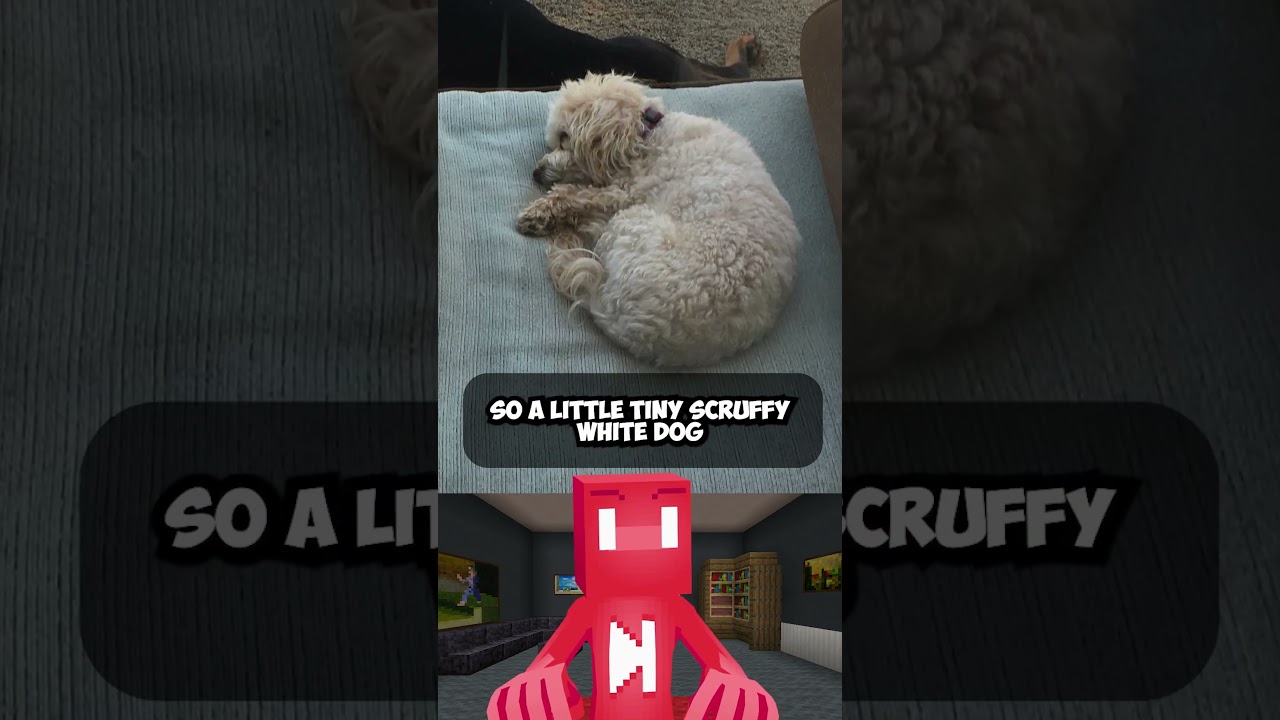 I Lost My Dog