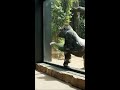 Gorilla Mocks Human at Zoo #shorts