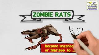 Zombie Rats