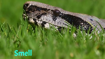 How animals use their senses to navigate their environment.