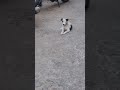#cat #catlover #pets #memes #puppy #puppy