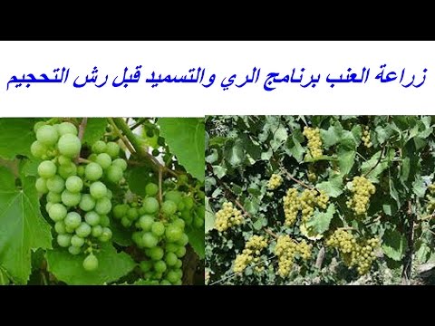 زراعة العنب برنامج الري والتسميد قبل رش التحجيم