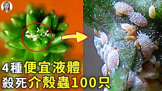 多肉花盆裡100只介殼蟲4種便宜液體無毒無害殺死它盆栽變整潔心情變美麗|花花世界