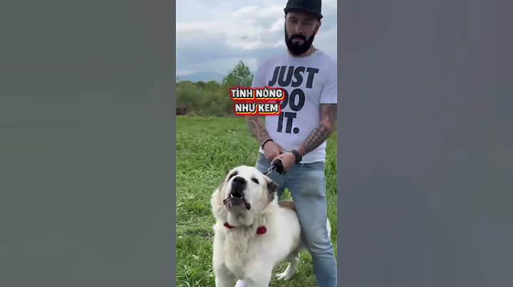 Top 5 giống chó thông minh nhất thế giới! #cho #meo #dog #cat #pets #animals