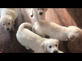 GoldWynns English Golden Retriever Puppies Playing