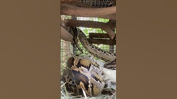 Feeding Nagini the Burmese python #pets #animals #reptiles #python #snake #snakevideo #chicken