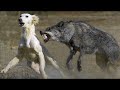Un encuentro inesperado entre un lobo y un perro sorpendió a todo el mundo