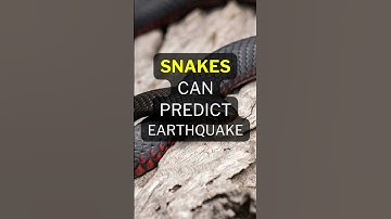 Snakes 🐍 can Predict Earthquakes? #facts #sciencefacts #snakes #shorts #youtubeshorts