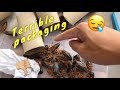 Dubia Roach Unboxing GONE WRONG ~ ALL DEAD ?!?!