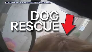 Famous Dog rescued from burning home | FOX 5 News Wealth