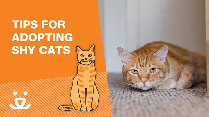 Tips for adopting a shy cat and how to help 🧡