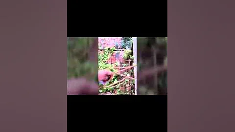 Making an English ivy basket