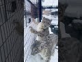 【旭山動物園】ユキヒョウのジーマお母さんと娘ユーリ❄️🐆🐆[Asahiyama Zoo] Snow Leopard, Juli and her mom, Zima. #Shorts