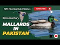 Mallards in pakistan  mallard duck hunting in pakistan  best documentary