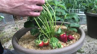 Strawberry protection is working! We have massive strawberries in May! Wait until June!