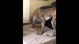 Raw Feeding a Greyhound raw lamb