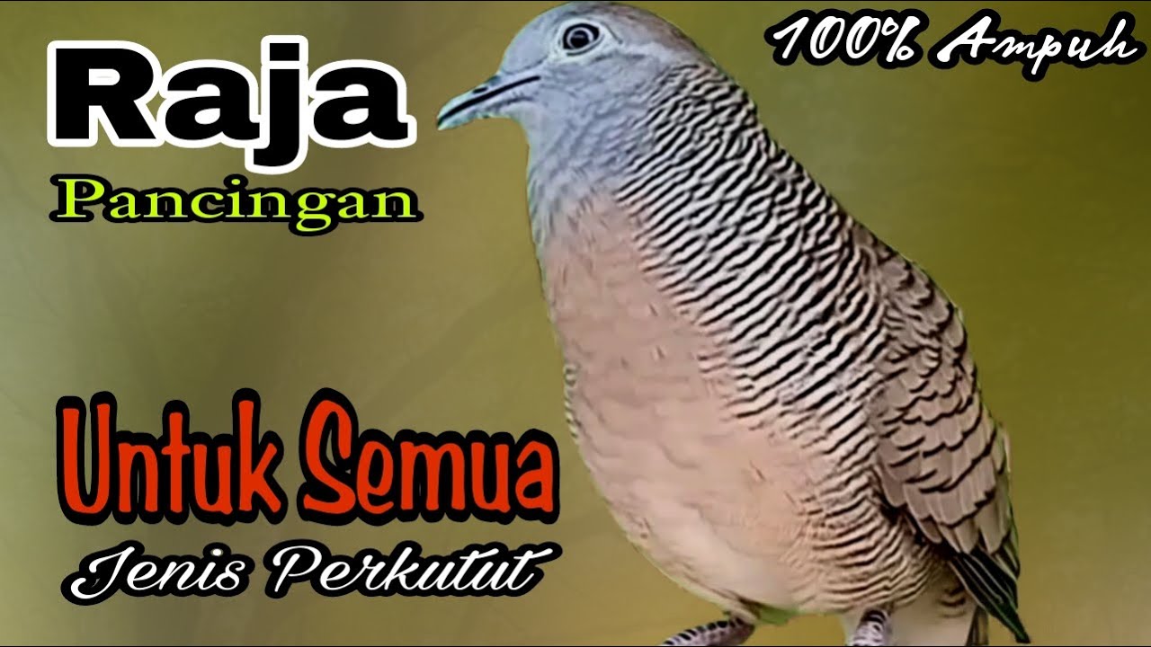 PANCINGAN PERKUTUT RAJA PANCINGAN UNTUK SEMUA JENIS PERKUTUT SEKALI PUTAR BIKIN SEMUA NYAUT