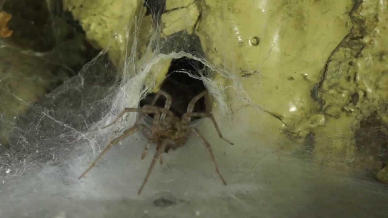 Из жизни насекомых - YouTube