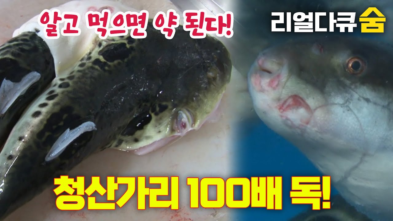청산가리 100배 독 유혹?! 알고 먹으면 약 된다! | 리얼다큐 숨 - YouTube