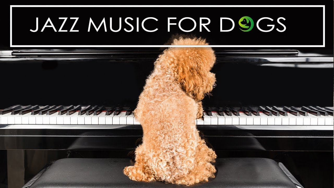Jazz Music For Dogs - Relaxing Dog Music To Calm Anxiety Vol 2 Jazz Music For Dogs - Relaxing Dog Music To Calm Anxiety Vol 2