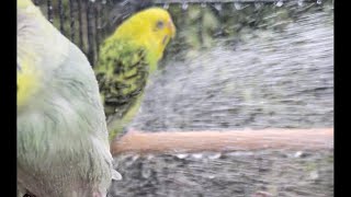 Shower time for yogi and kiwi #pets #parakeet #bird #budgies #birdslover