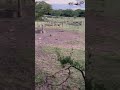 #video #cacería #cazadores #fypシ #hunting #viral #parati #jabalí #lapampa #asado