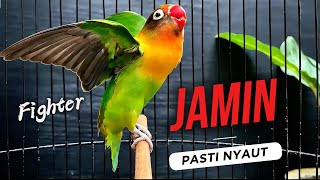 LB Ngekek Panjang Fighter, Pancingan Ampuh Untuk Lovebird Macet Malas Bunyi