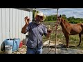 como echarle el garañon a una yegua.(rancho la leyenda seagoville tx