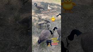 Geese 🐥🪿#geese #goslings #goose #ganso #canadagoose #gansito #patitos #tiburciowatters #waterfowl