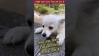 बेचारा Dogie कैसे बचा | #shorts #shortsvideo #viral #trending #fact #youtubeshorts #hacks #emotional