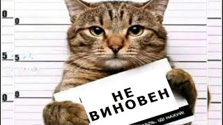 - Ваш кот Васька - подозреваемый, он на гражданина напал! - хохотал участковый