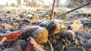 Smoking mushrooms aka puffballs